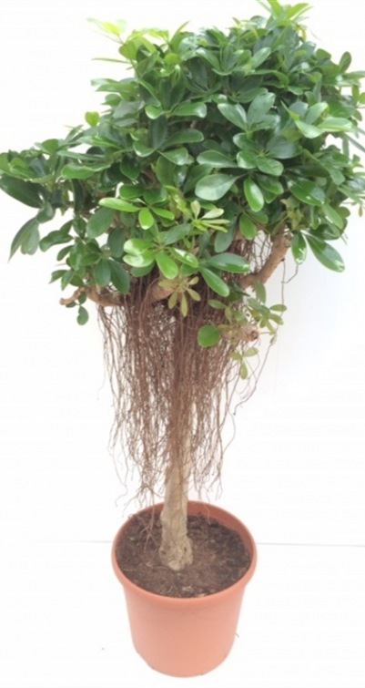 Schefflera groen