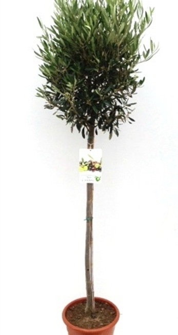 Olea europaea