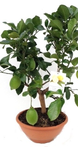 Citrus Lemon
