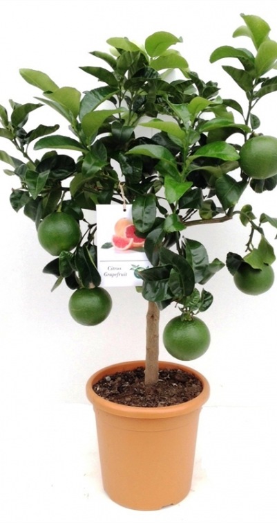 Citrus Grapefruit
