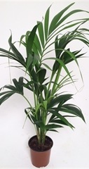 Howea forsteriana