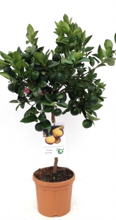 Citrus Pursha