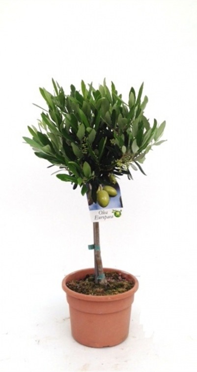 Olea europaea