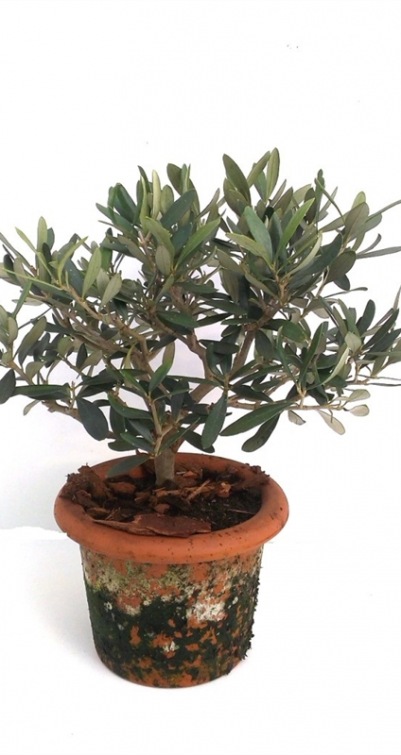 Olea europaea
