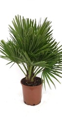 Chamaerops compacto