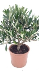 Olea europaea