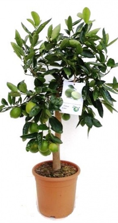 Citrus Lime
