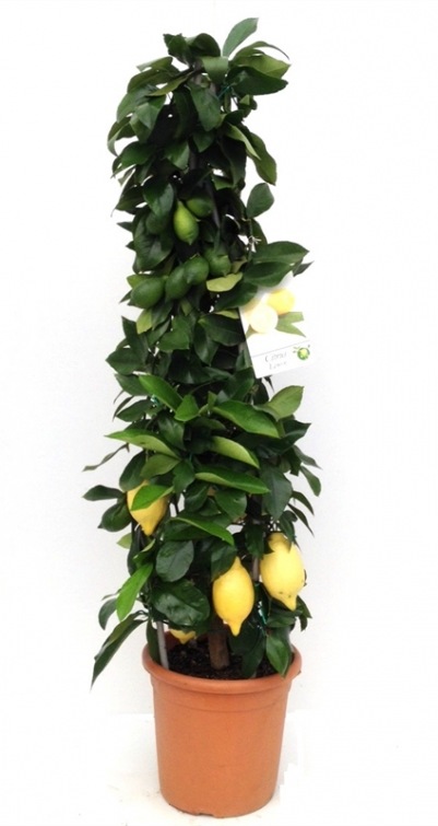 Citrus Lemon