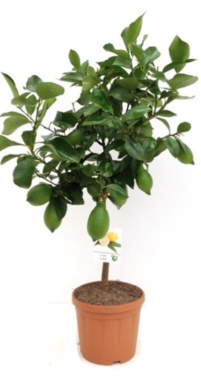 Citrus Lemon