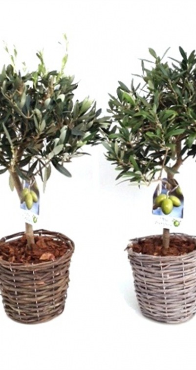 Olea europaea
