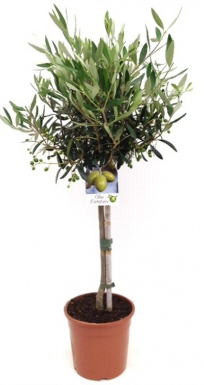 Olea europaea