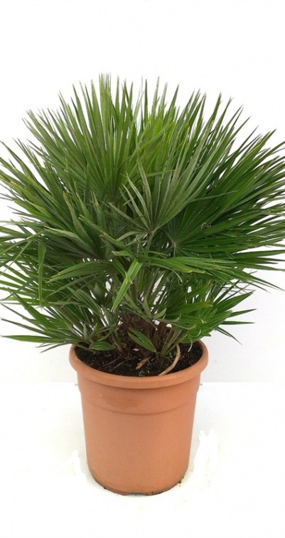 Chamaerops compacto