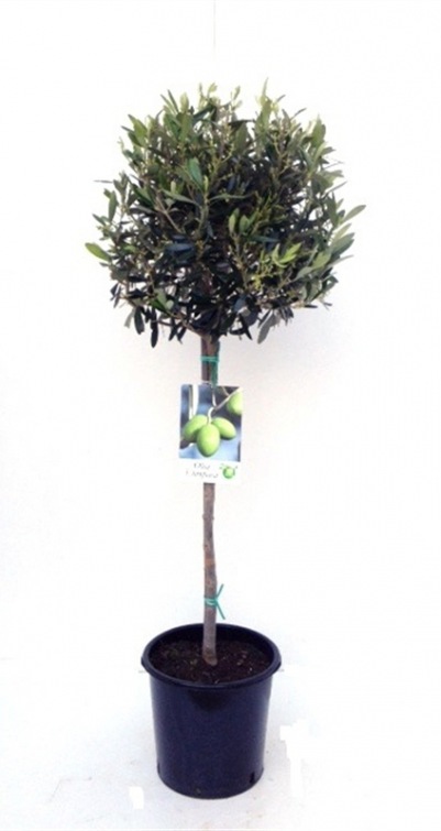 Olea europaea