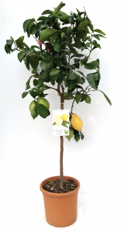 Citrus Lemon