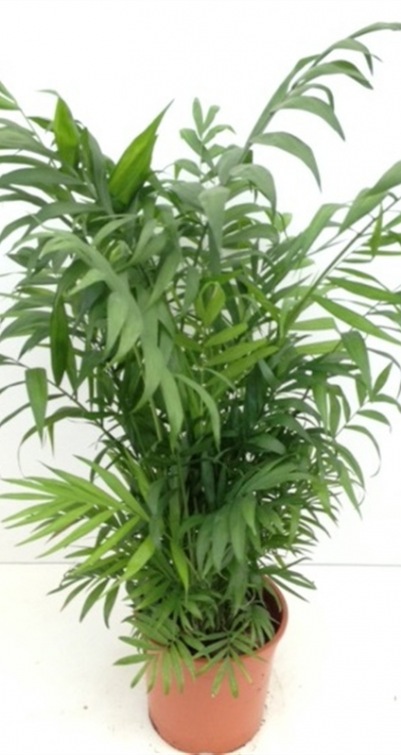 Chamaedorea elegans