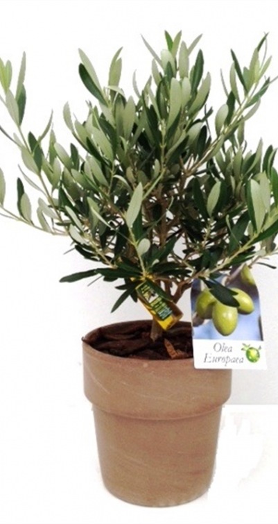 Olea europaea