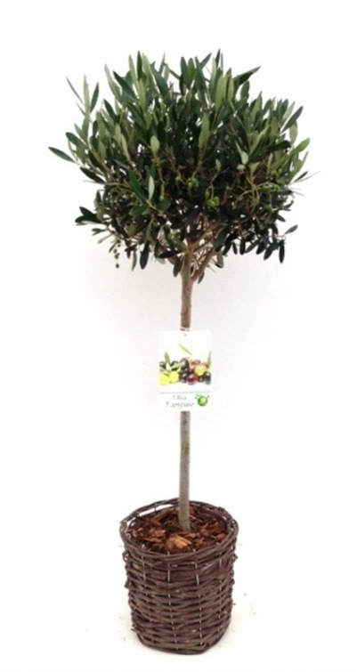 Olea europaea