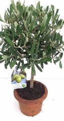 Olea europaea