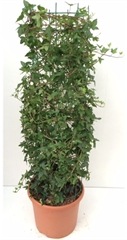 Hedera Pittsburgh