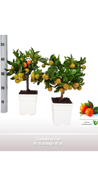 Calamondin op stam