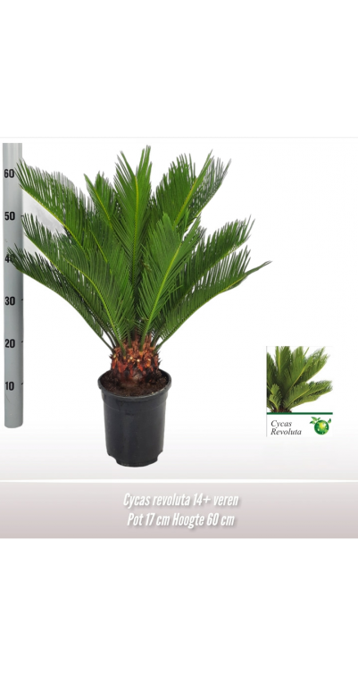 Cycas revoluta