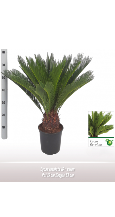 Cycas revoluta 16+ veren