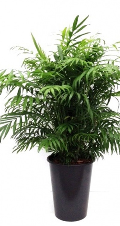 Chamaedorea elegans