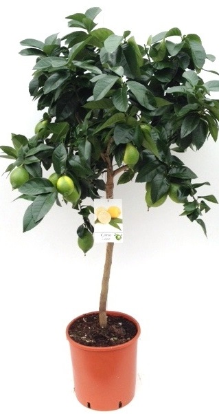 Citrus Lemon