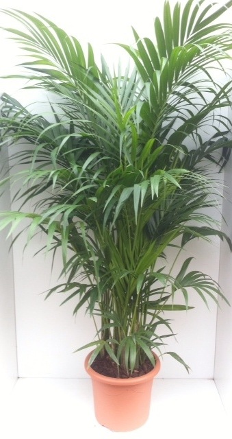 Howea forsteriana