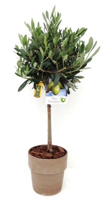 Olea europaea