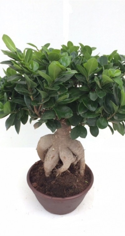 Ficus Ginseng