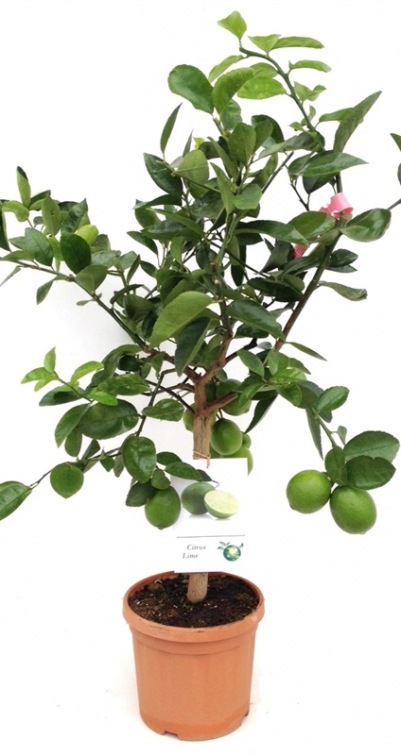 Citrus Lime