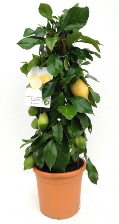 Citrus Lemon