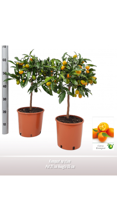 Kumquat