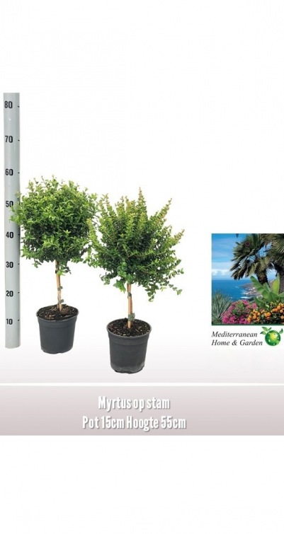 Myrtus op stam