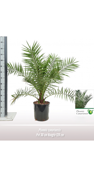 Phoenix canariensis