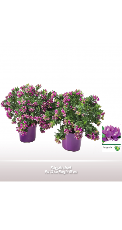 Polygala p19-45