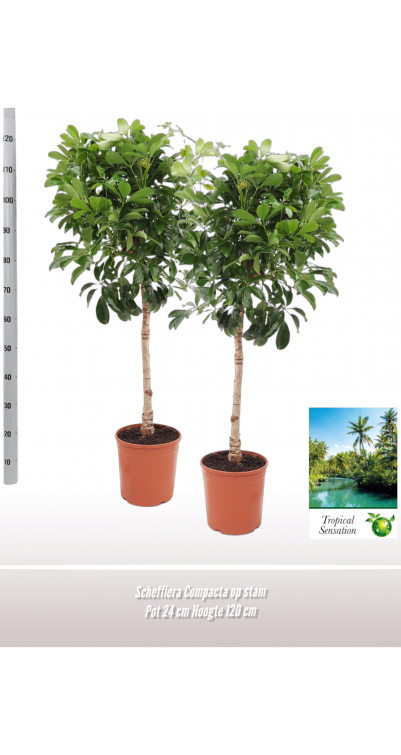 Schefflera Compacta op stam