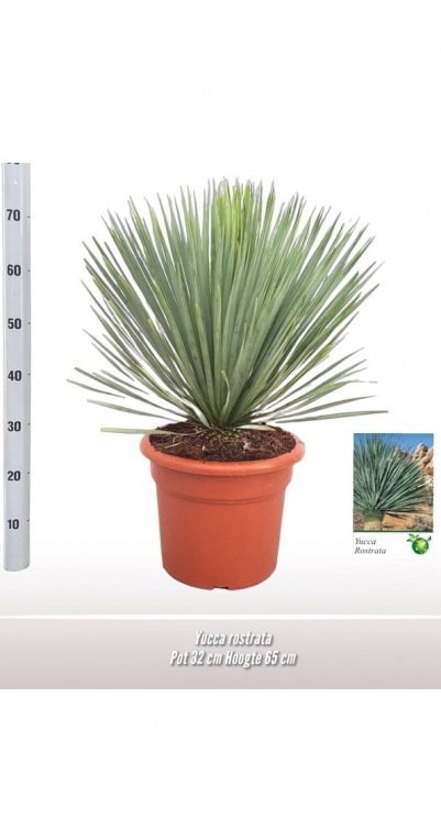 Yucca rostrata