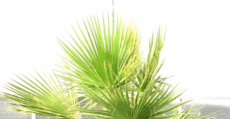 Washingtonia Robusta 210cm